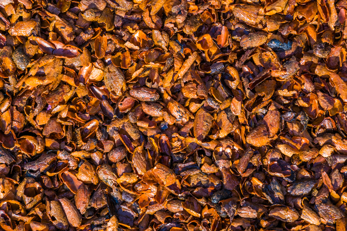 Cocoa chip mulch is scattered across the ground.