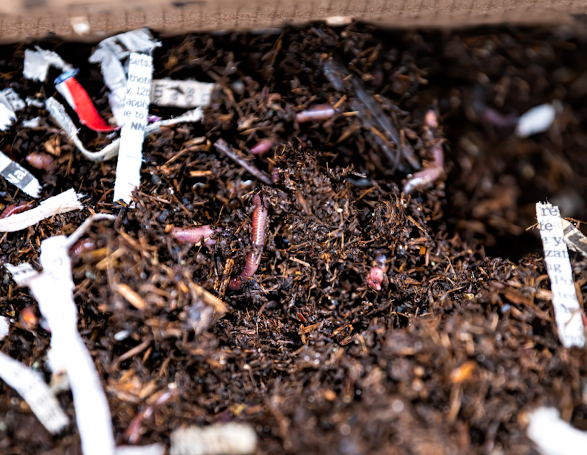 A bed of soil is filled with shredded newspaper and earthworms.