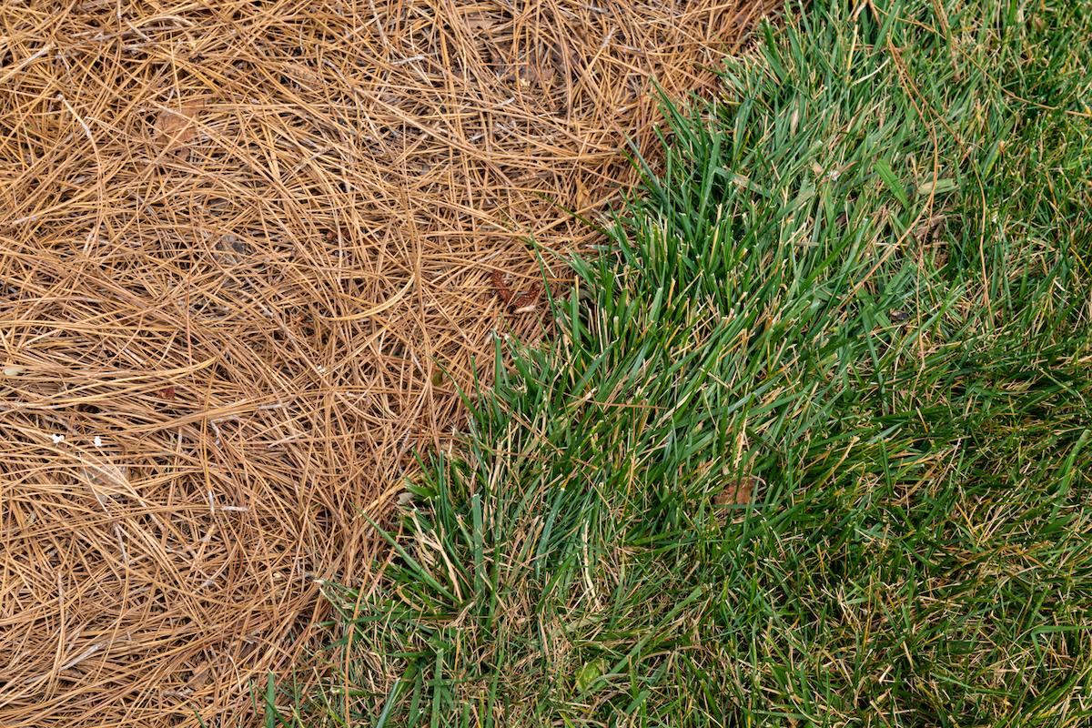 A bed of pine mulch is lined with a grass lawn.