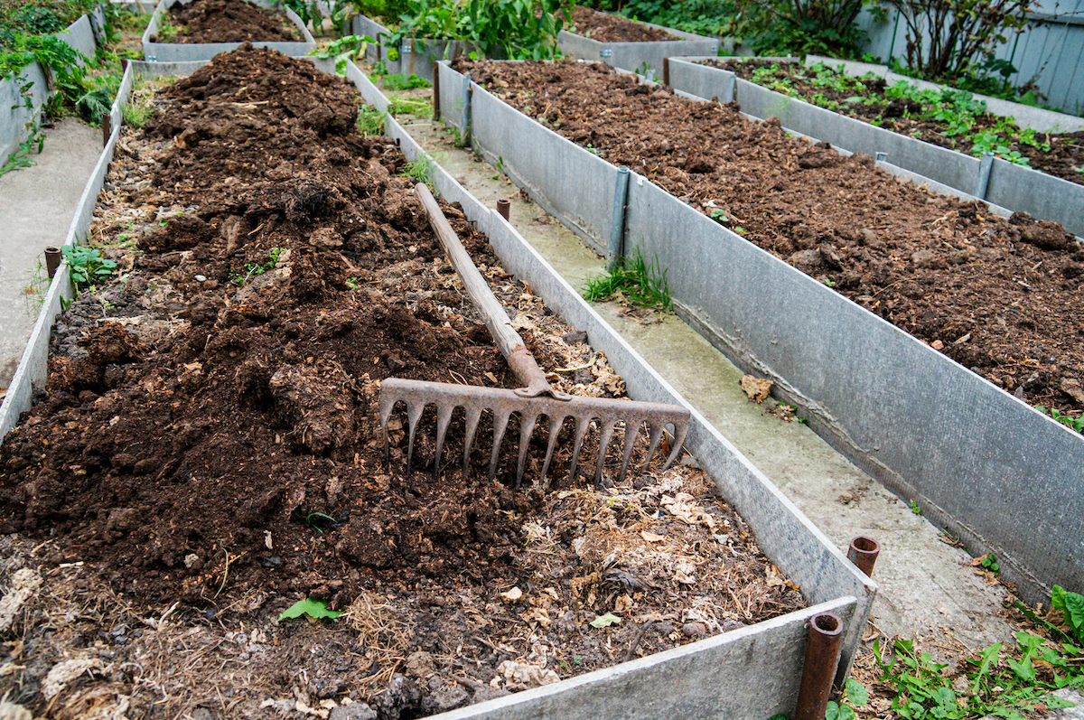 A gardening tool rests on a pile of composted animal manure mulch being used in a vegetable bed.