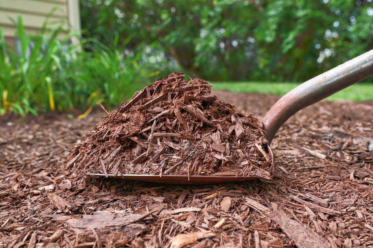 A shovel filled with mulch is sitting in a leveled pile of mulch in a backyard.