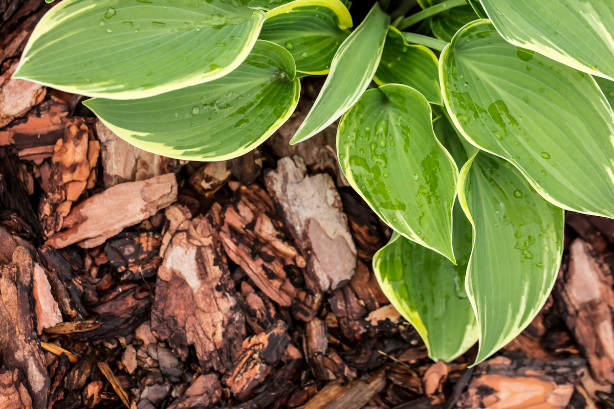 A green plant is surrounded by bark mulch.
