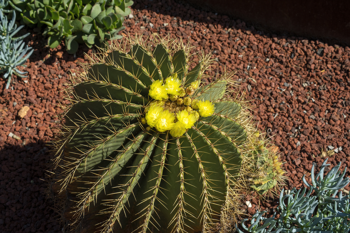A flowering barrel cactus is growing in a garden surrounded by fine rock mulch.