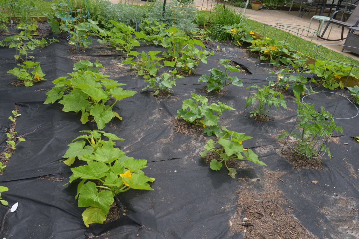A backyard vegetable garden in Texas with landscape fabric laid between plants.