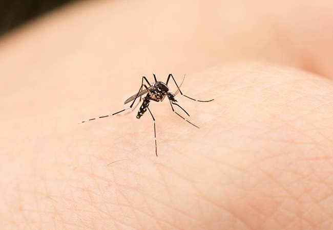 8 Ways You’re Making Your Mosquito Problem Worse