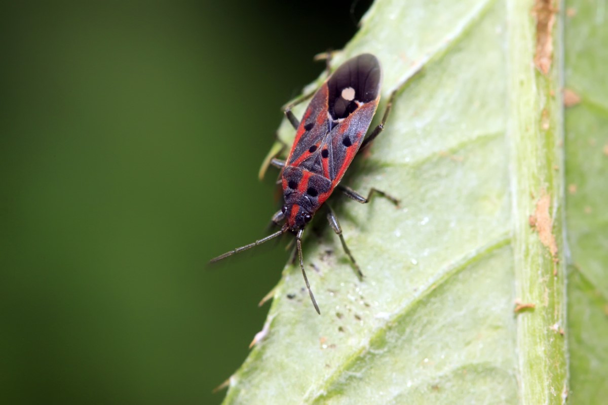 Chinch Bug Damage How to Remedy It and Remove the Pest Bob Vila