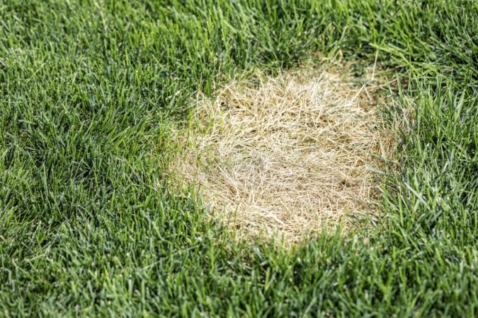 The Bug Behind Your Patchy, Brown Grass