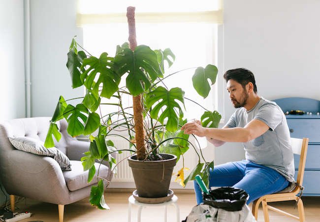 9 Bright and Colorful Houseplants You Can’t Kill