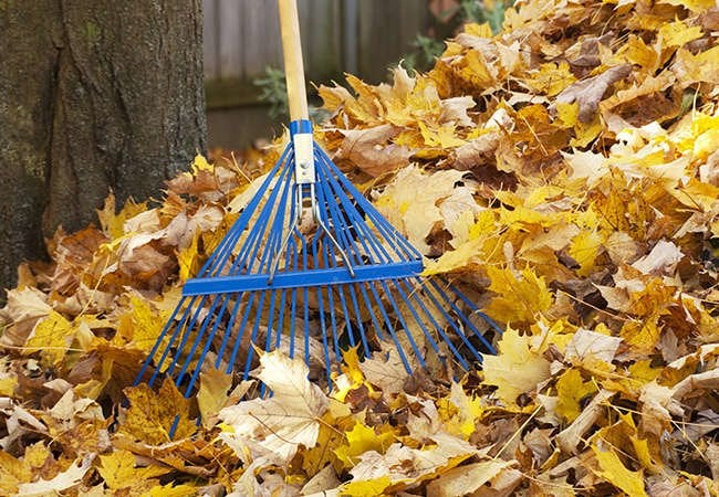 The Do's and Don'ts of Cleaning Up Leaves