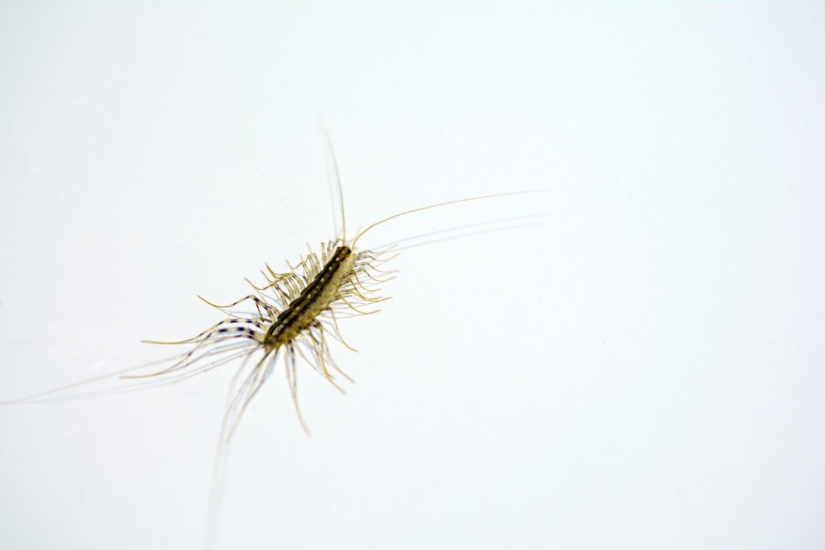 Should You Kill House Centipedes? Solved!