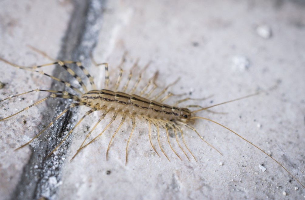House Centipedes: To Kill or Not to Kill - Bob Vila