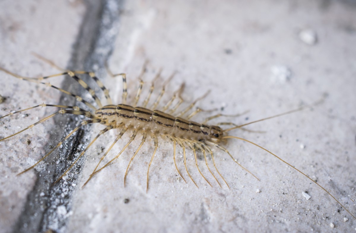 Don't Kill House Centipedes, But Transfer Them to the Outdoors