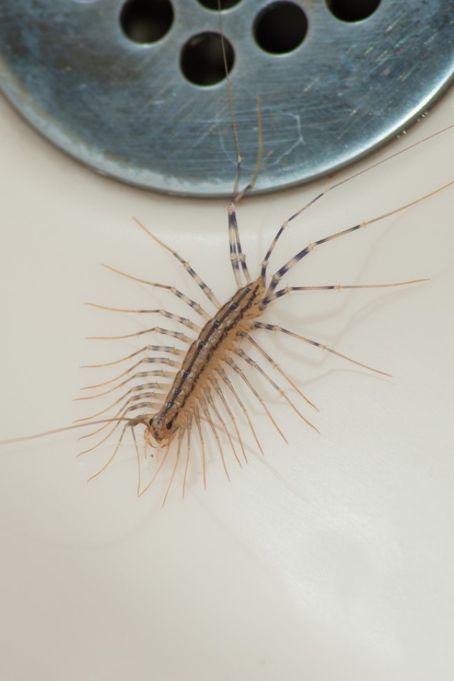 House Centipedes, Nature's Exterminators