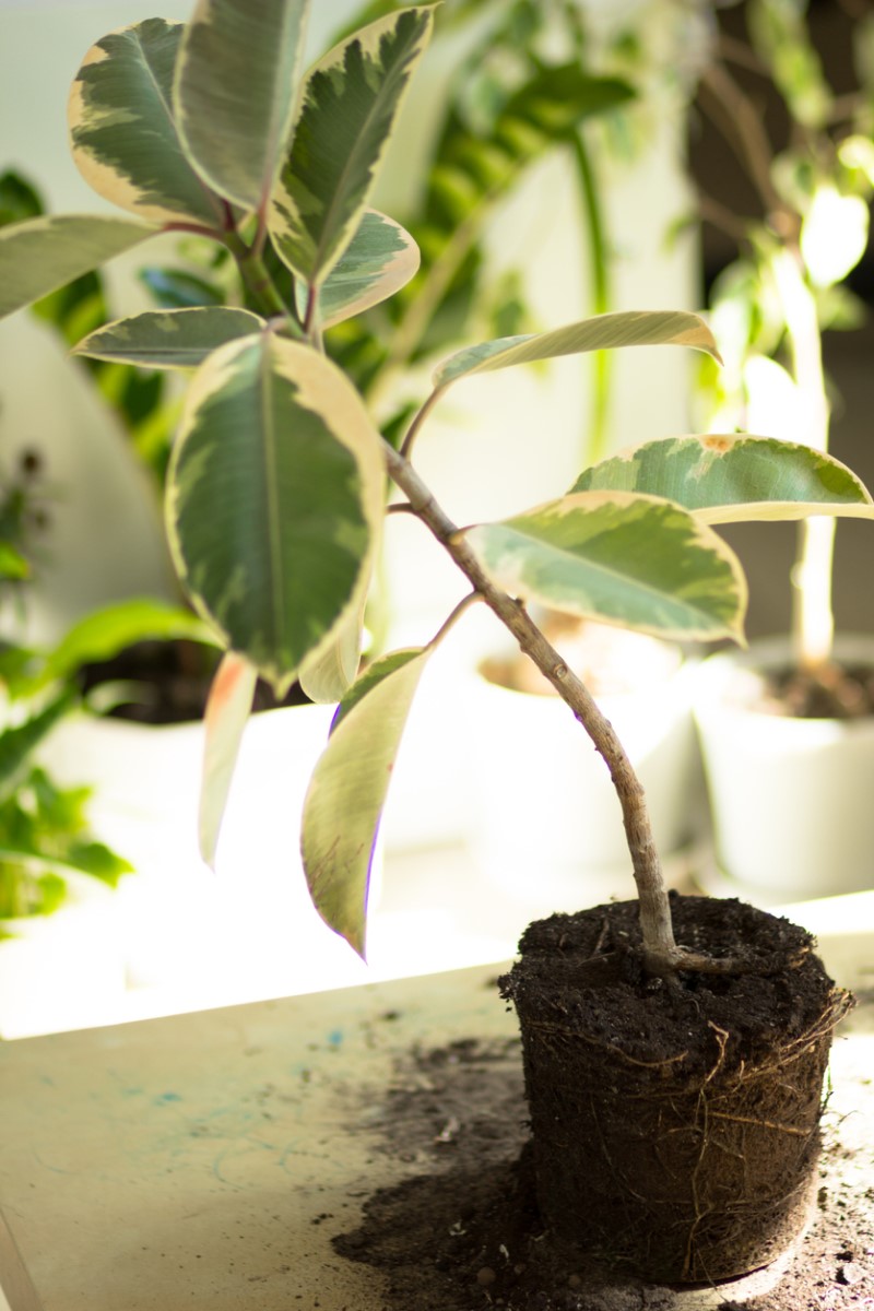 How to Tell When to Repot a Plant