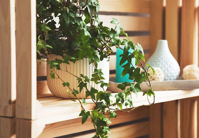 Count On These 25 Indoor Plants for Easy Color Year-Round