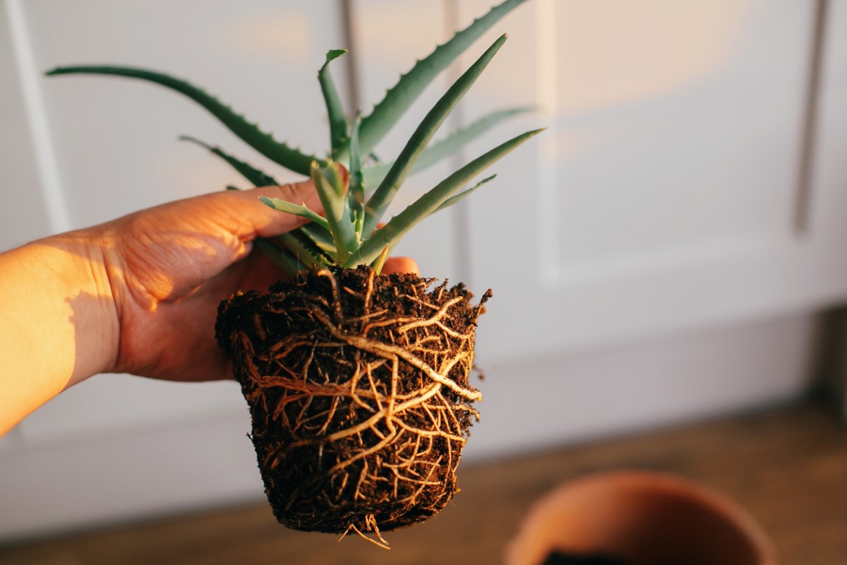 Signs for When to Repot a Plant
