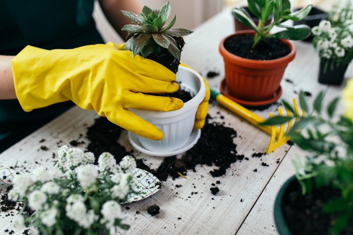 5 Tips for When It's Time to Repot a Plant
