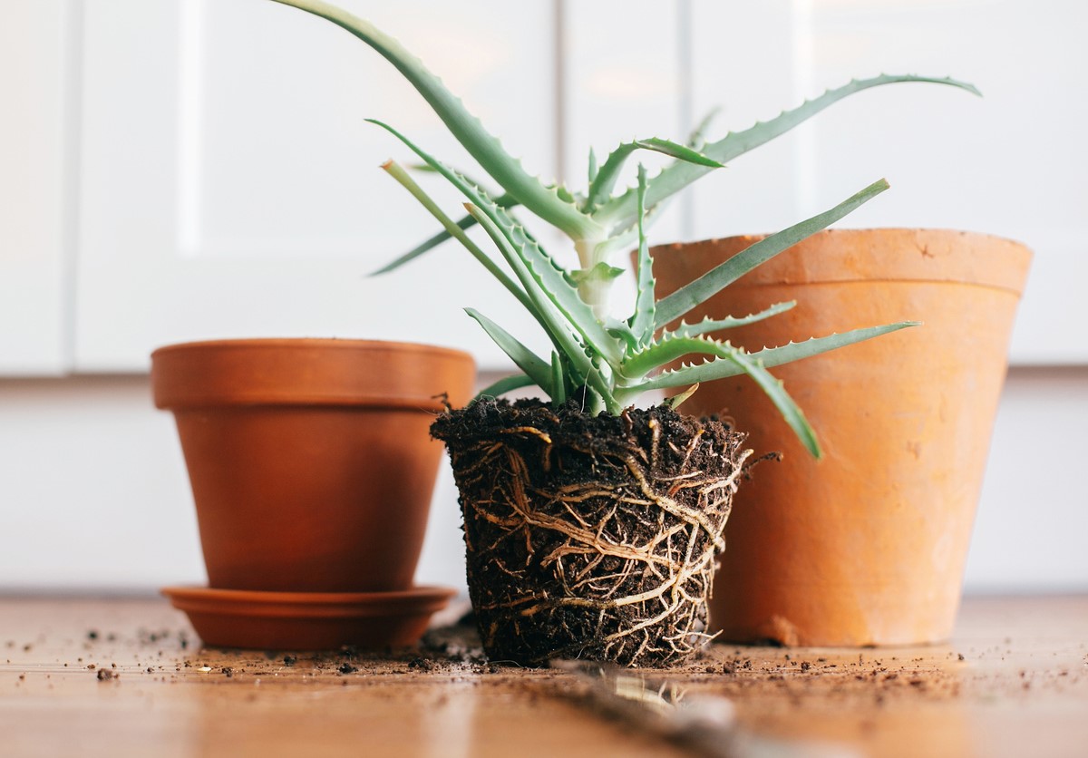 When to Repot a Plant, Solved!