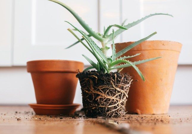 Quick Tip: This Simple Trick Helps Plants Water Themselves