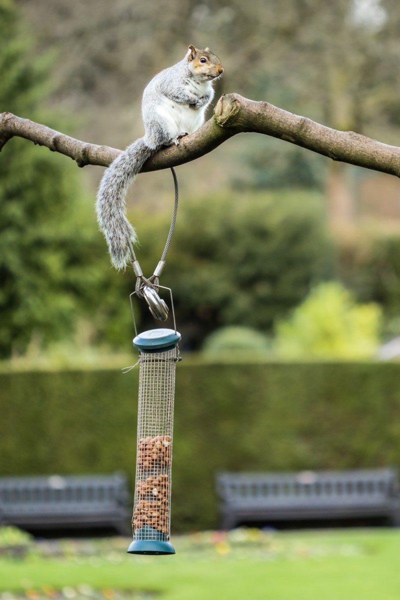 Stop Squirrels in Bird Feeders