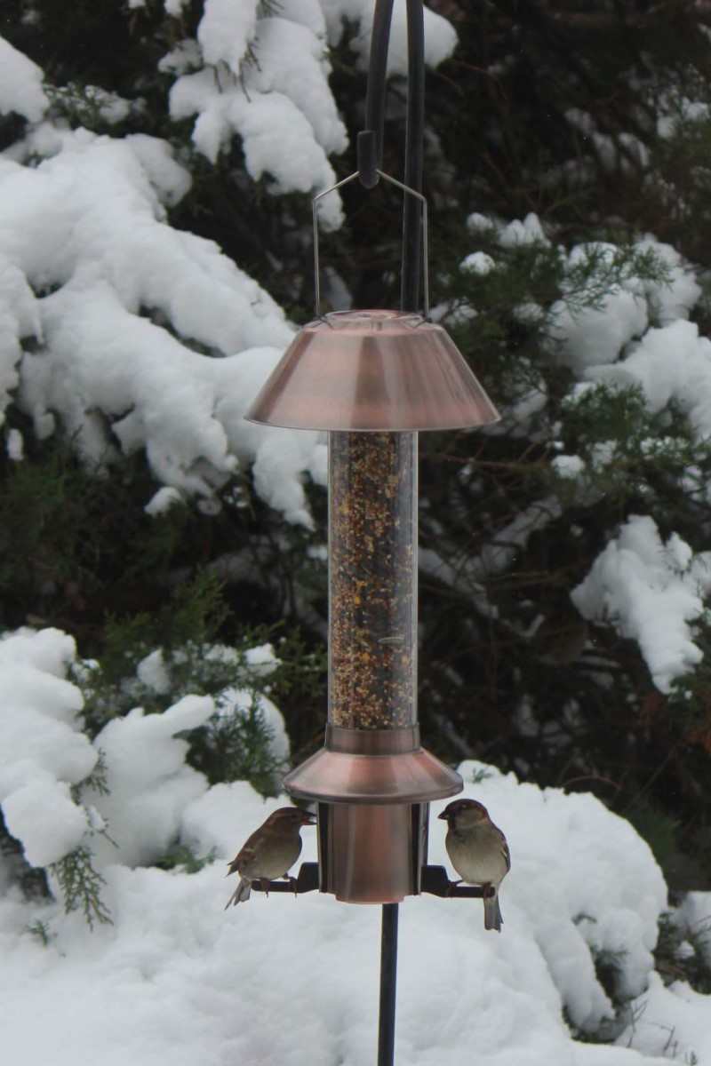 Protect Birdseed from Squirrels in Bird Feeders with a Roamwild Feeder