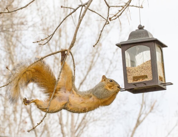 13 DIY Squirrel Feeder Ideas for Your Yard