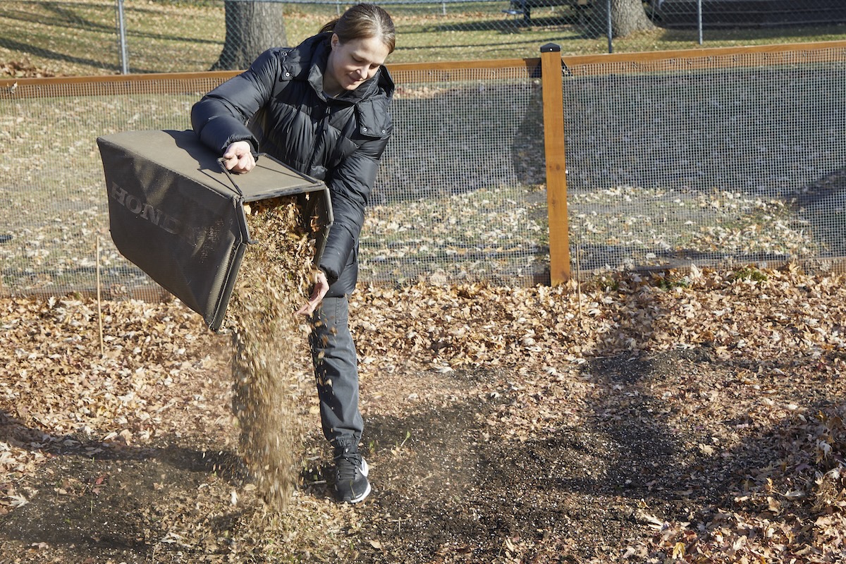 Woman dumps mulched leaves into her garden beds.