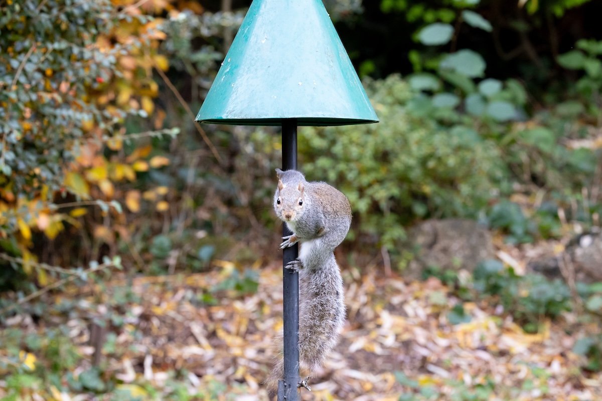 A squirrel climbs up a bird feeder pole but encounters a green baffle.