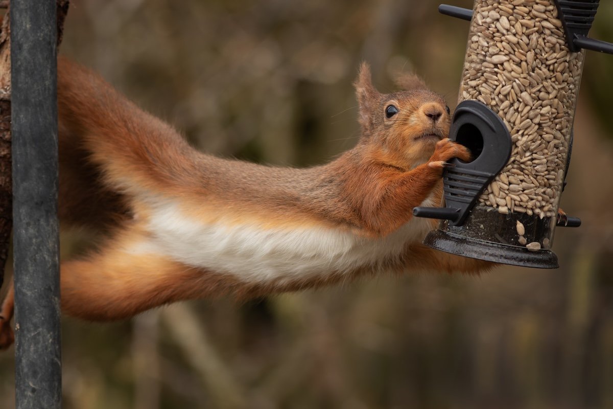 Squirrel dangles between a tree branch and a bird feeder.