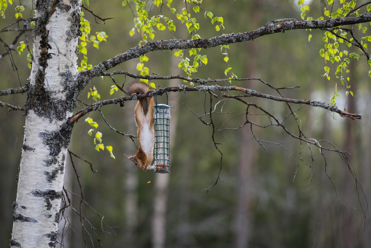 Squirrel hangs upside-down from a tree branch to access a bird feeder.