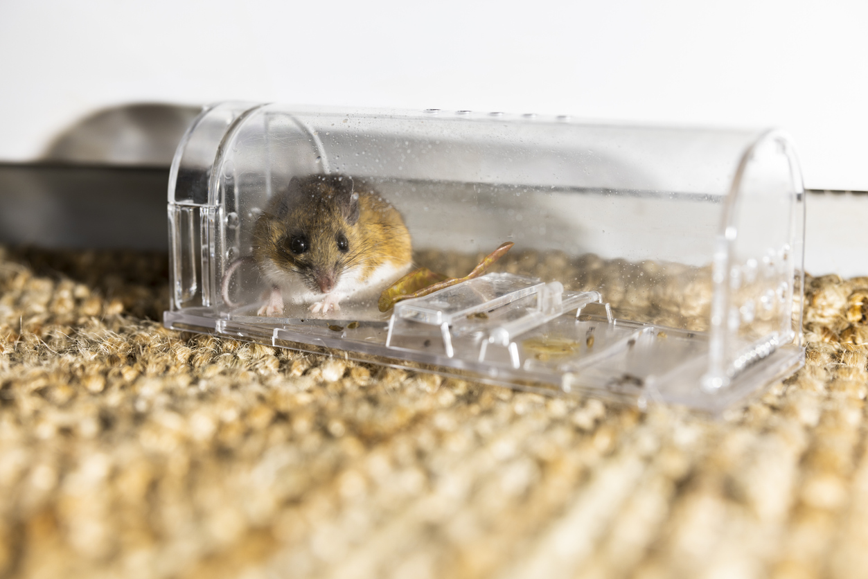 Gray house mouse caught in modern transparent mousetrap