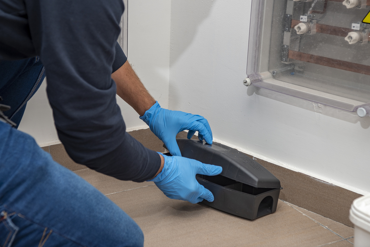 Professional preparing trap for rats, mice, for pest control