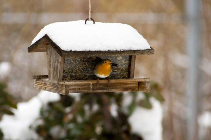 9 Ways to Keep Backyard Birds Healthy and Well Fed This Winter