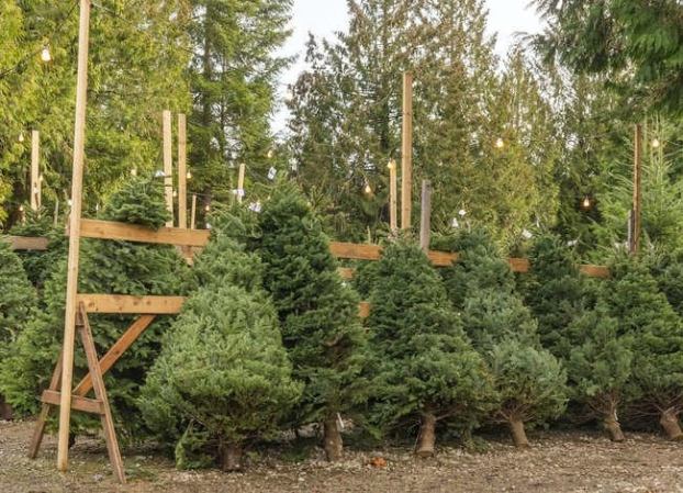 How to Make Your Christmas Tree Last All Season