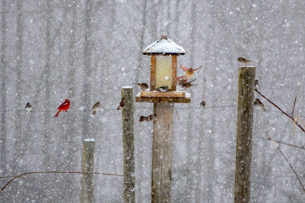Feeding birds in winter
