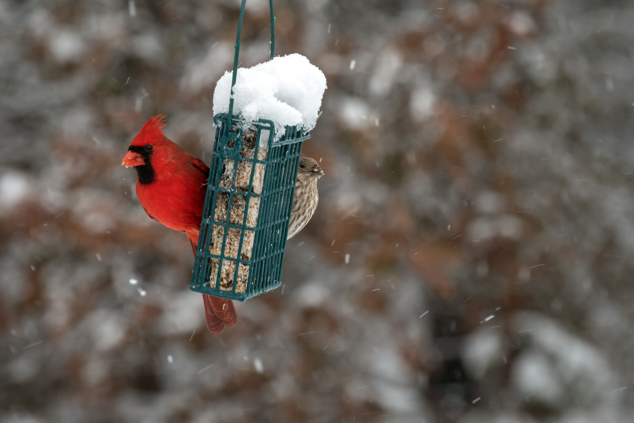 Feeding birds in winter