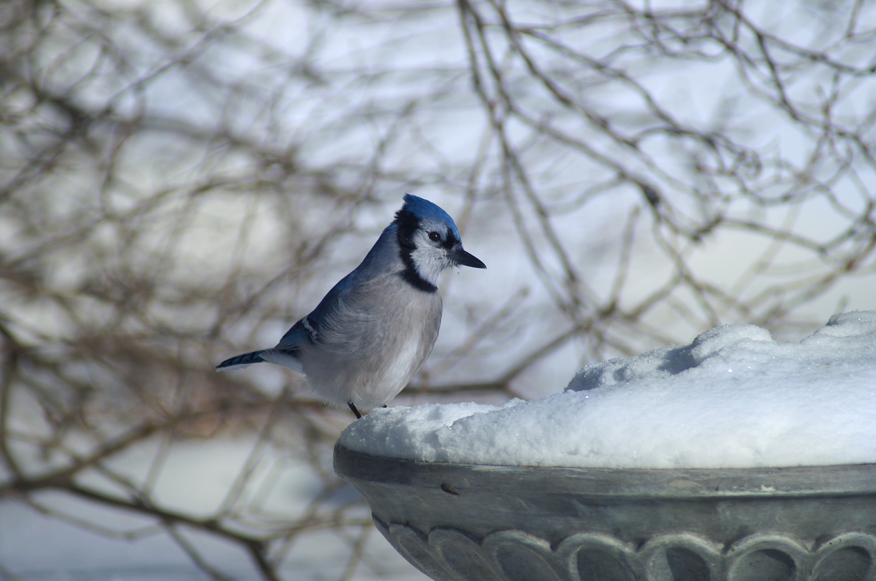 Feeding bird in winter