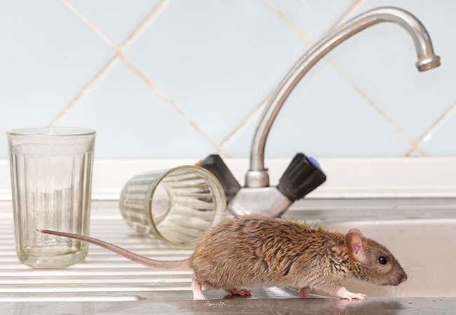 Solved! What to Do About Mice in the Walls