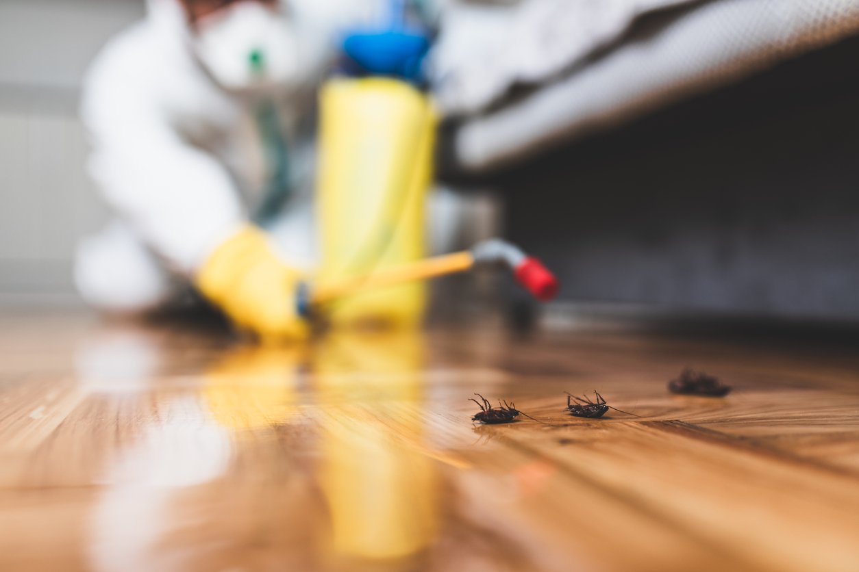 Read This Before Spraying Insecticide on an Indoor Infestation