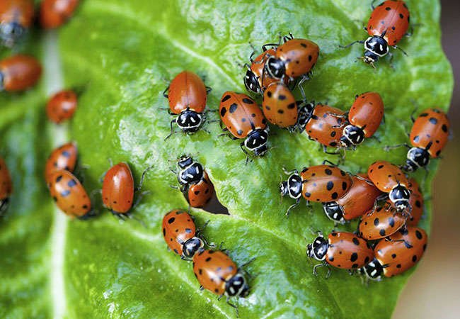 6 Beneficial Garden Critters You Can Buy Online