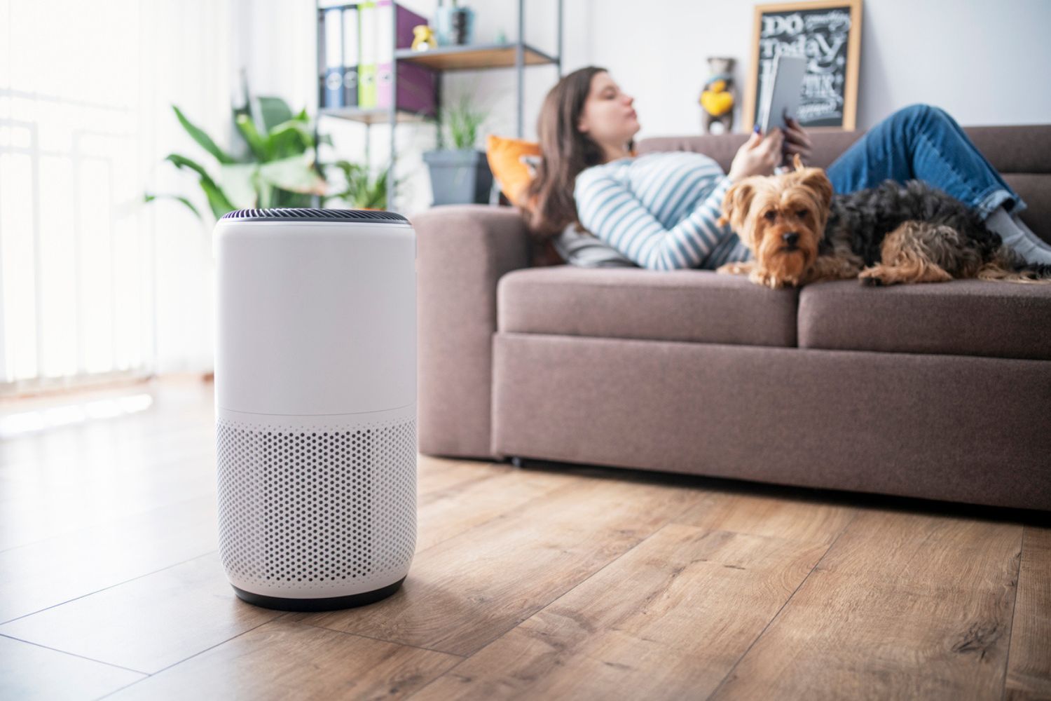 The Best Air Purifier for Allergies Option