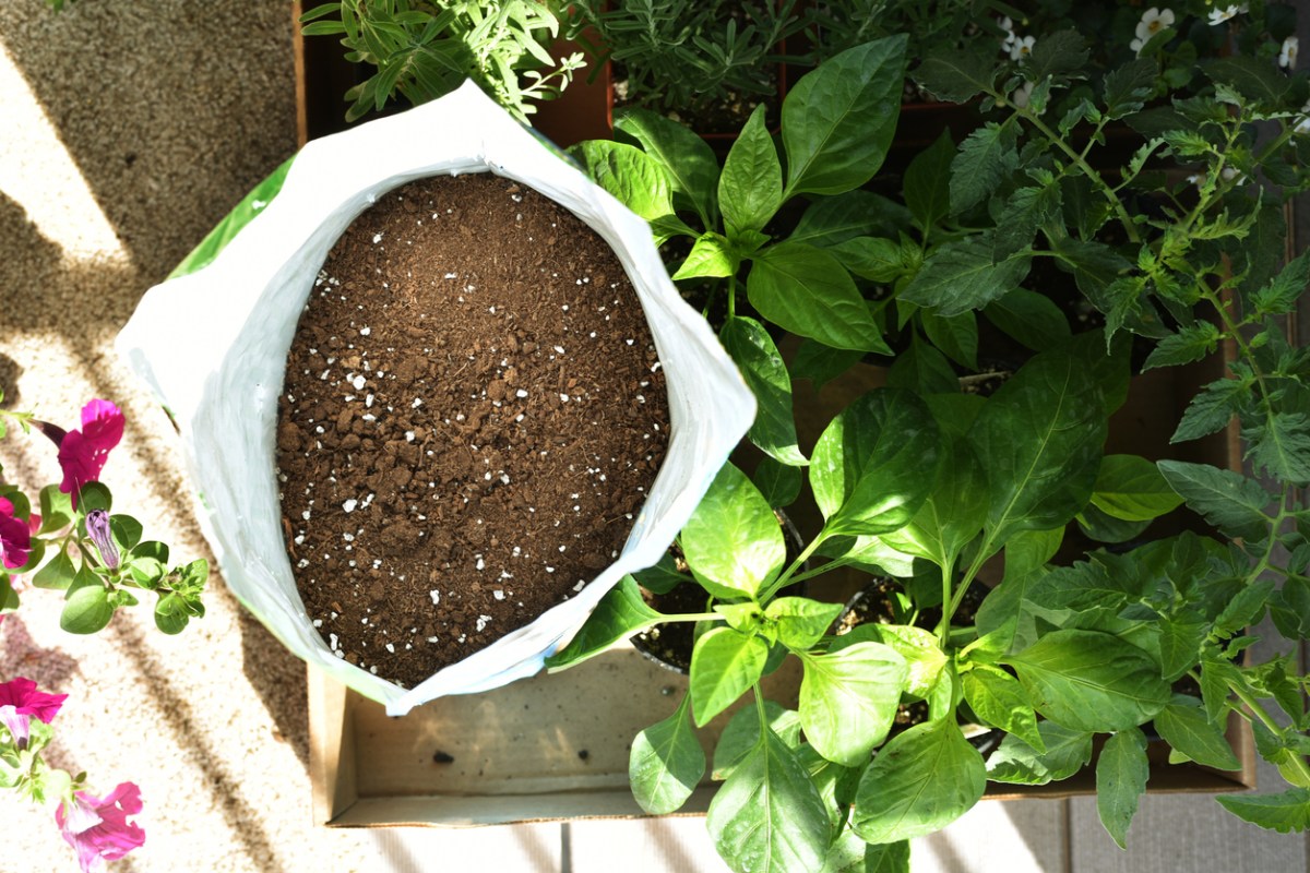 Garden Soil vs. Potting Soil: Which to Use in Your Garden