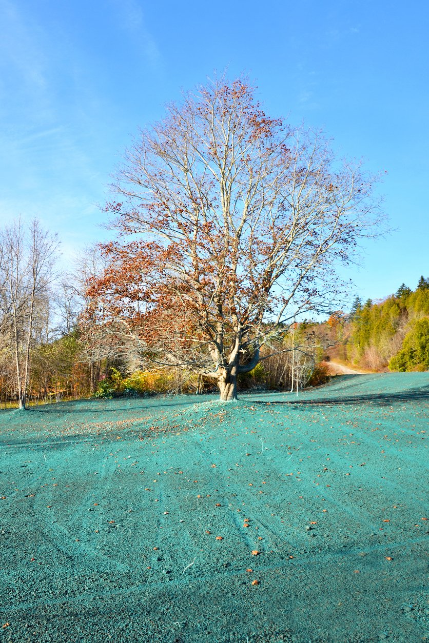 Is hydroseeding right for you