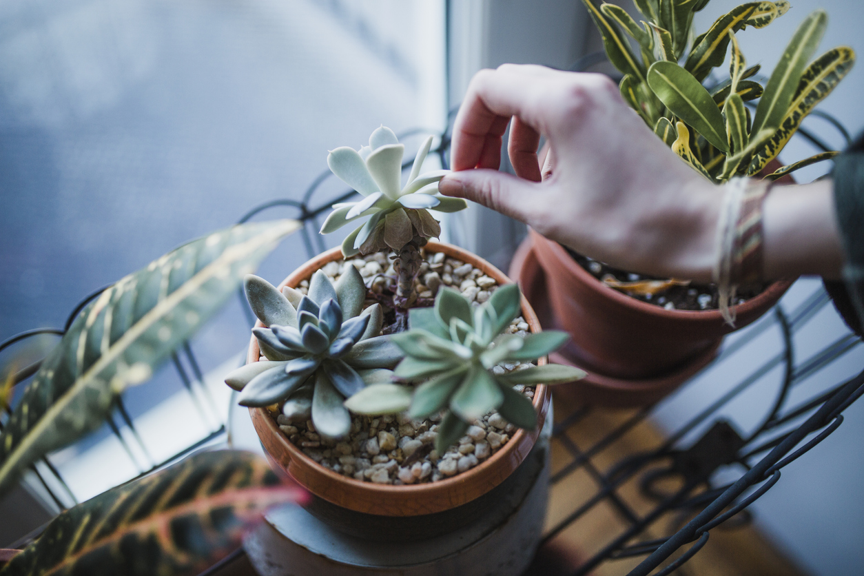 Succulents Dying of Incorrect Light Exposure? Here's How to Tell