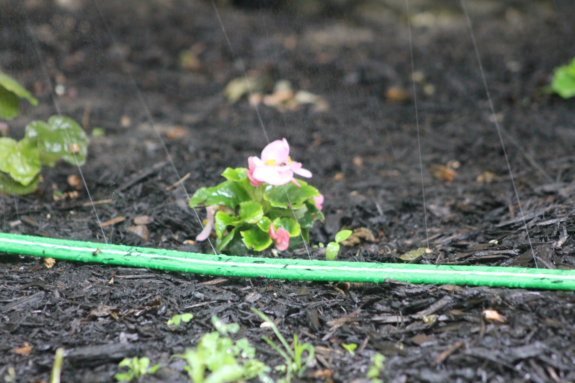 Swan Elements Sprinkler Hose in Use