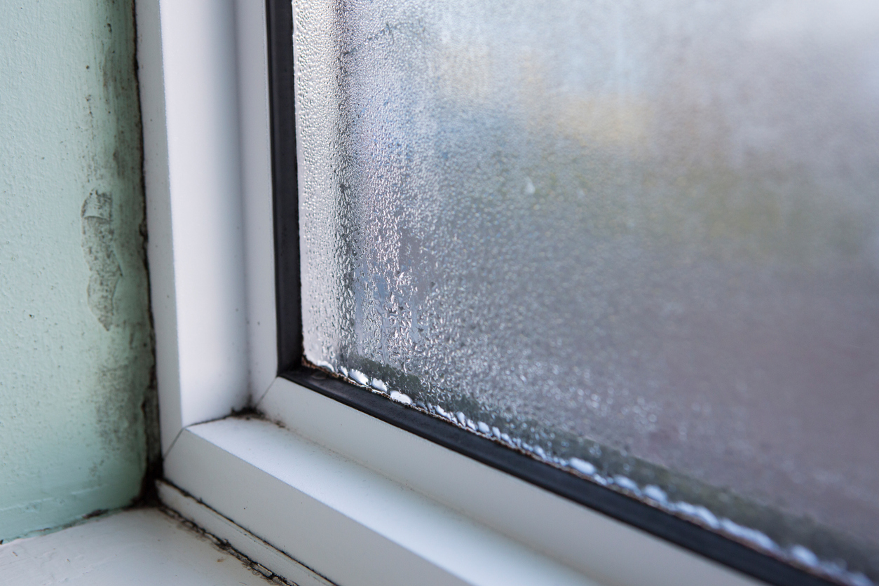 Common Types of Mold in Homes Near Windows