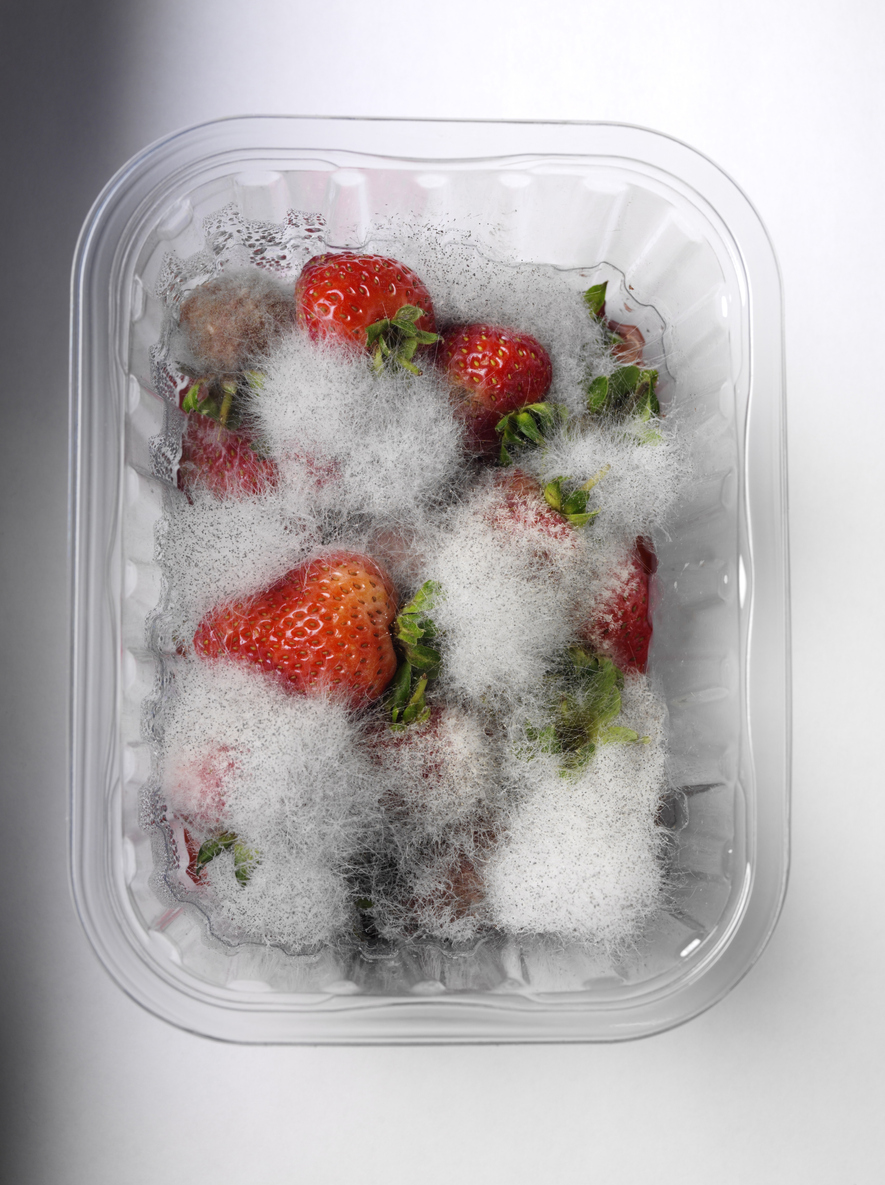 Common Types of Mold in Homes (and Fridges)