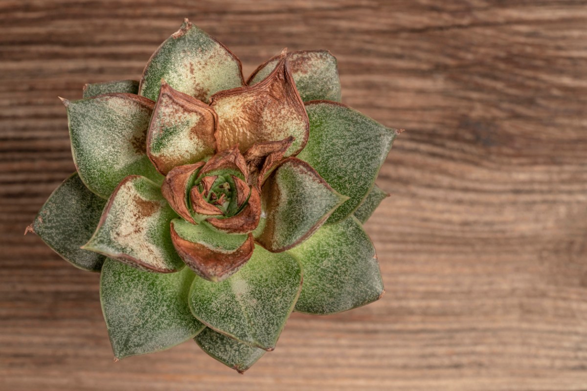 Why Are My Succulents Dying? Solved!