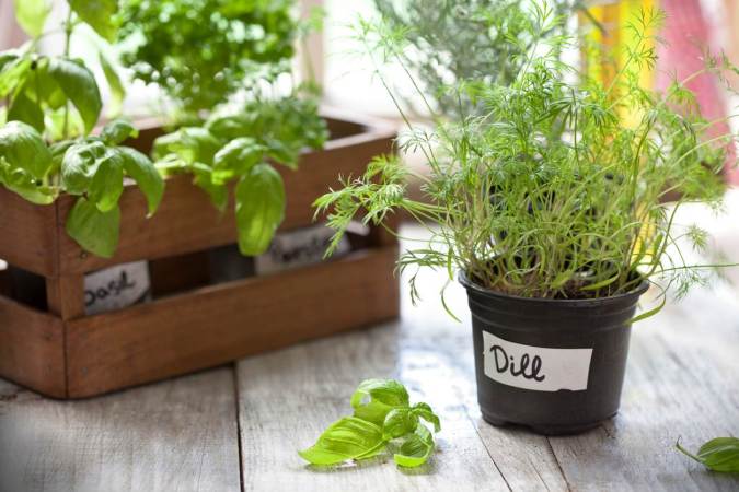 15 Tips for Growing Kitchen Herb Gardens