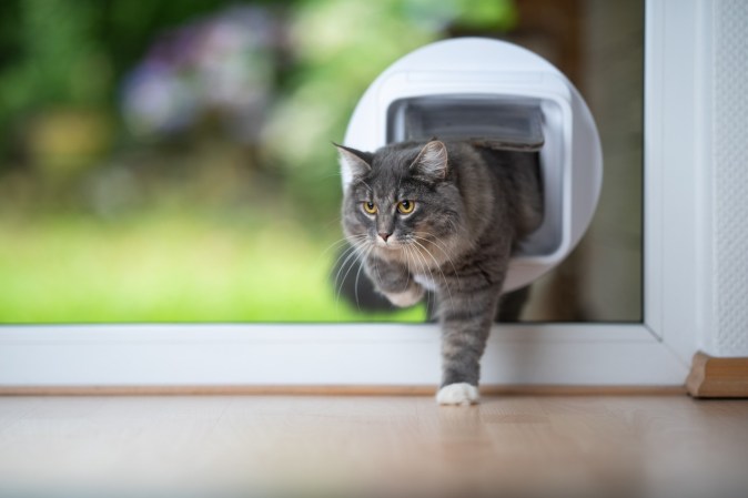 5 Things to Know Before Installing a Pet Door